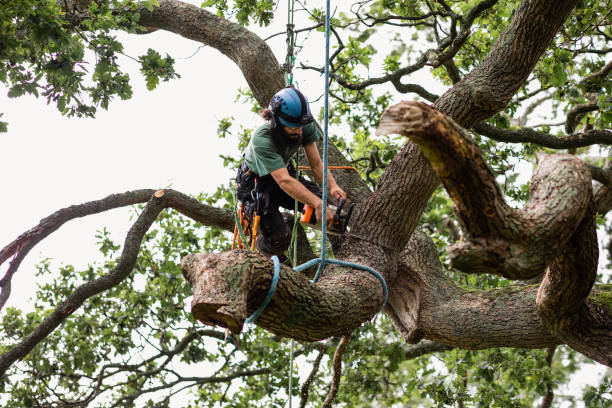 Best Commercial Tree Services  in Union, MO