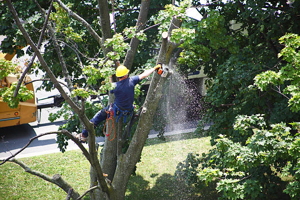 Best Fruit Tree Pruning  in Union, MO